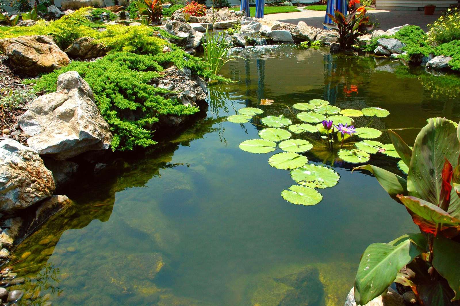 Plante acvatice și amenajare a apei jigsaw puzzle online