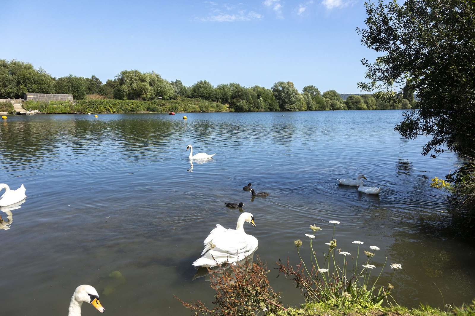 Leybourne Lakes Country Park Kent - puzzle online