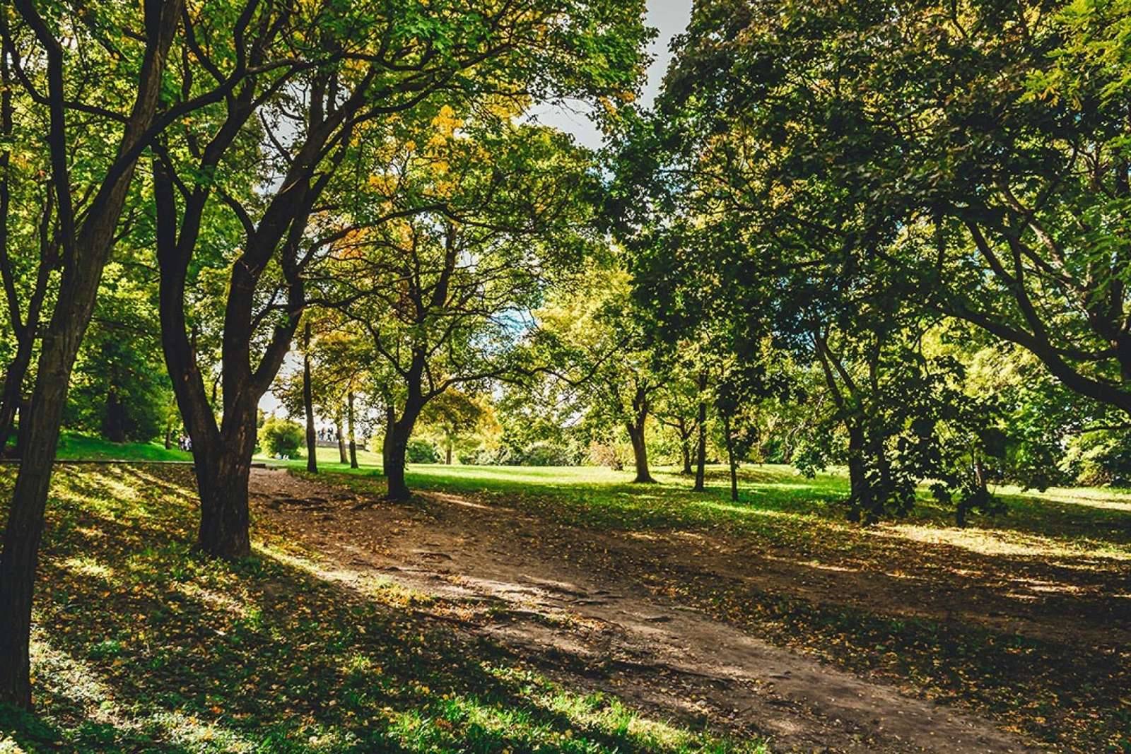 Een park met mooie bomen online puzzel