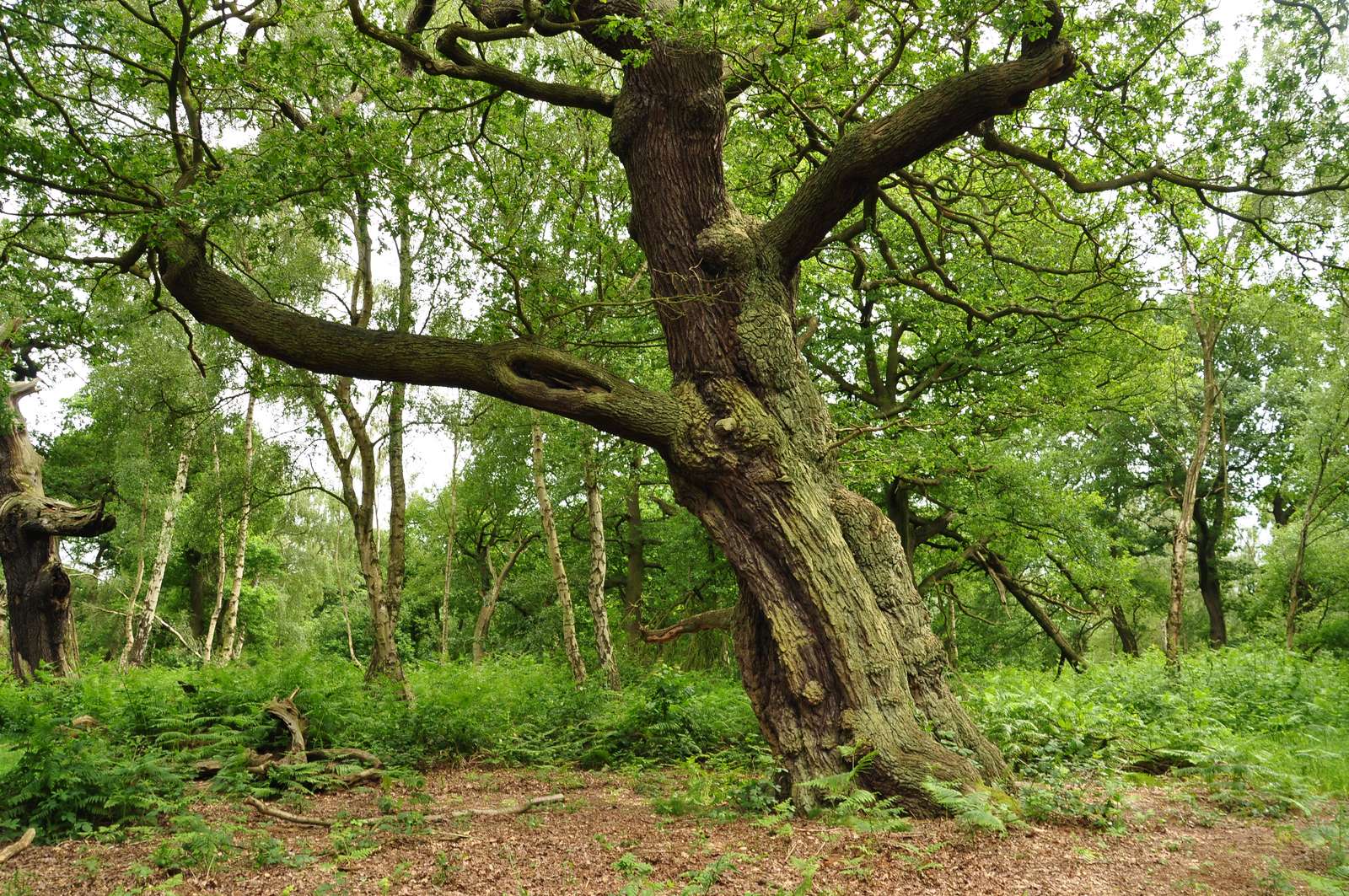 Sherwood Forest online puzzel