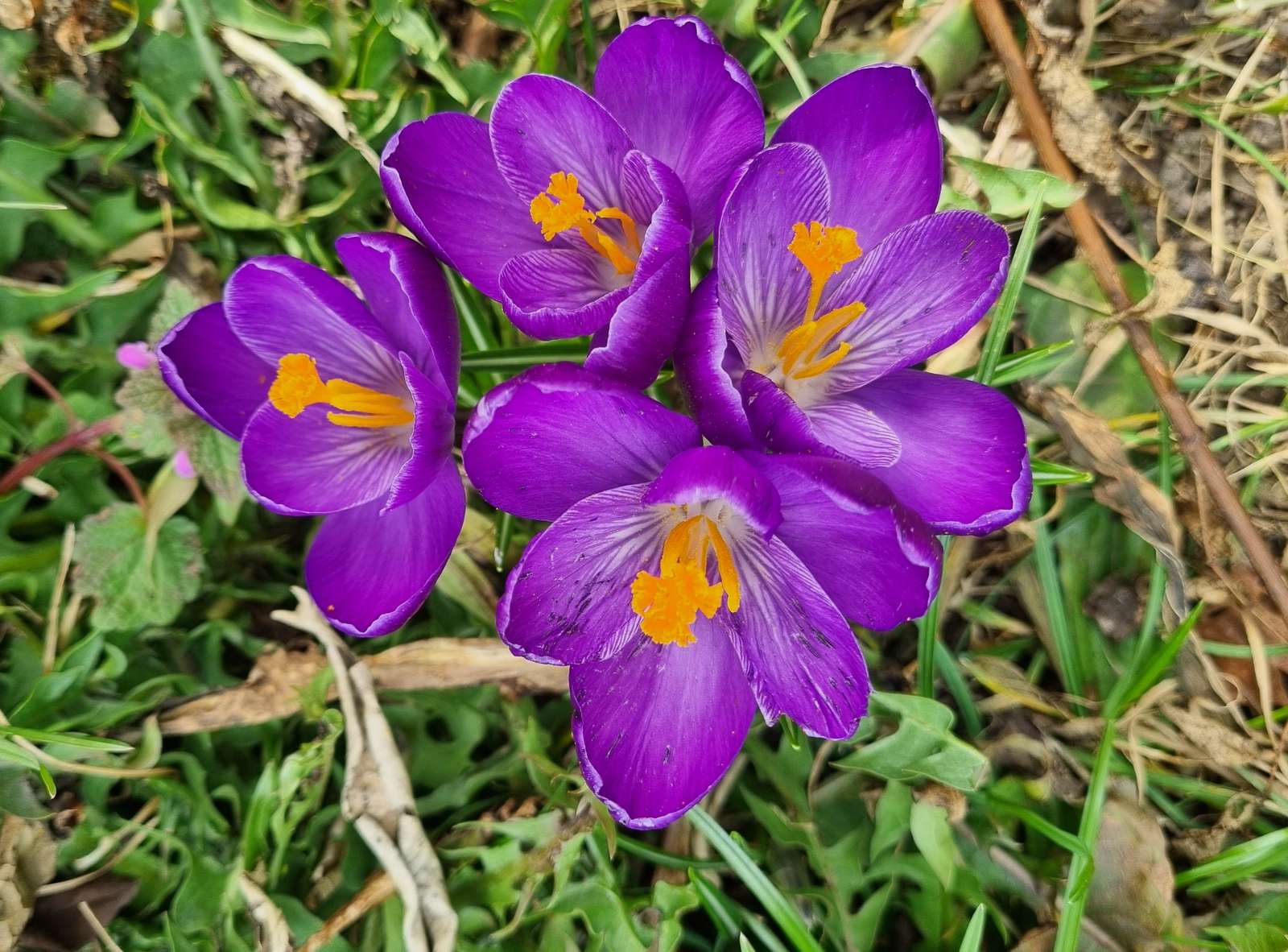 クロッカスの花 オンラインパズル