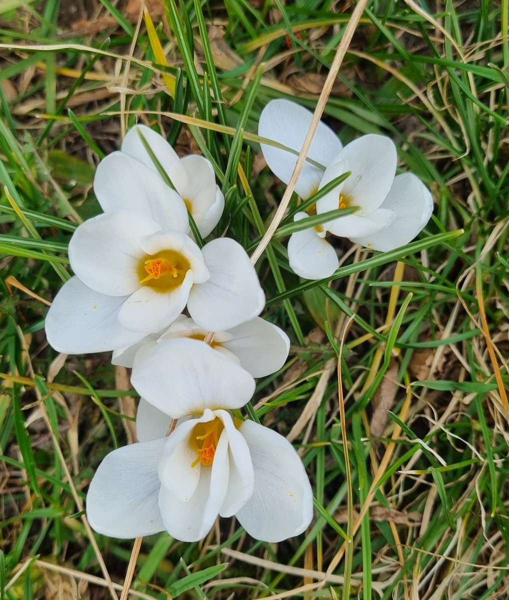 クロッカスの花 ジグソーパズルオンライン