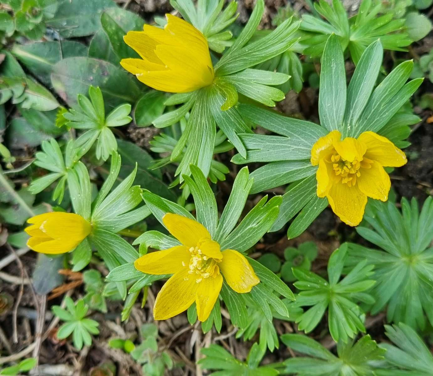 春の前触れ オンラインパズル