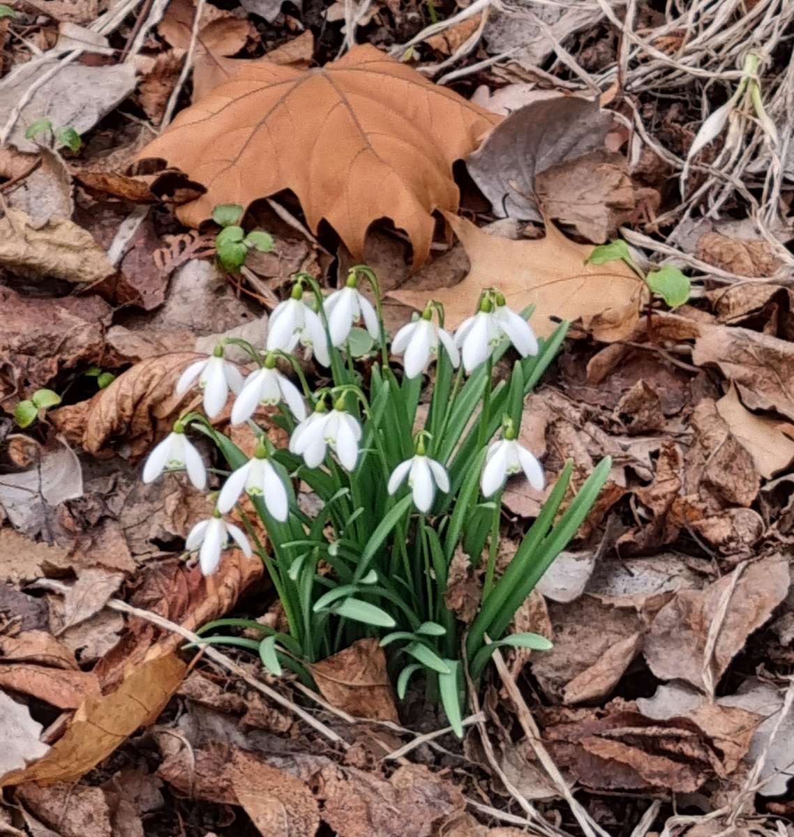 スノードロップ オンラインパズル