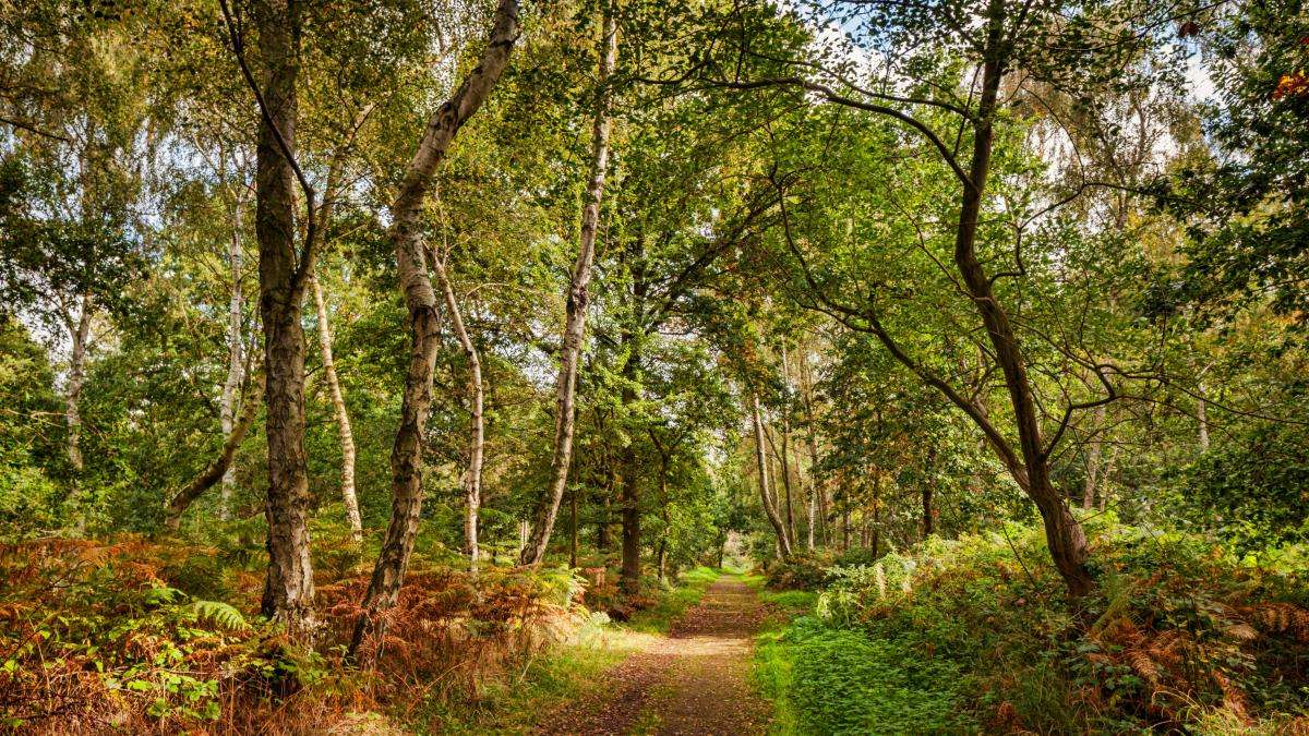 Sherwood Forest Nottinghamshire puzzle online