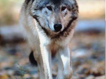 Wilk ❤️❤️❤️❤️❤️❤️❤️ puzzle online