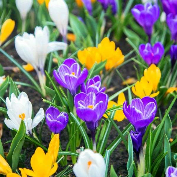 Bunt große Krokusse Online-Puzzle