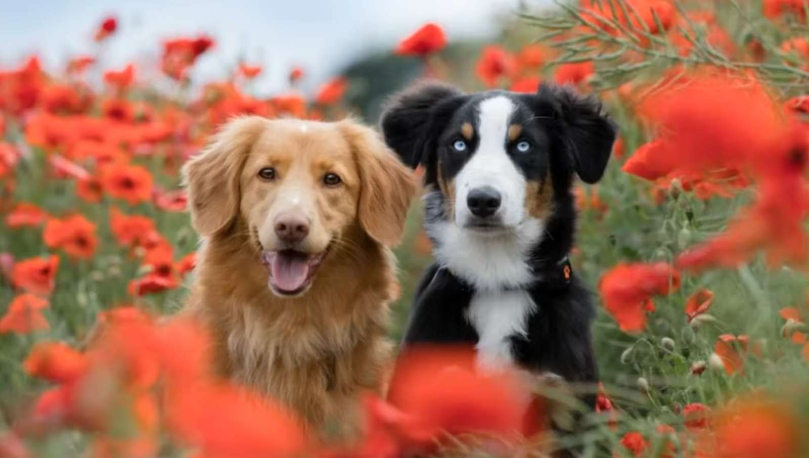 Hunde und Mohn Puzzlespiel online