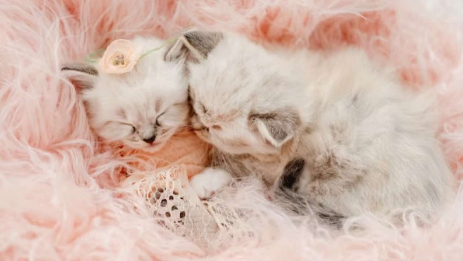 小さな子猫 オンラインパズル