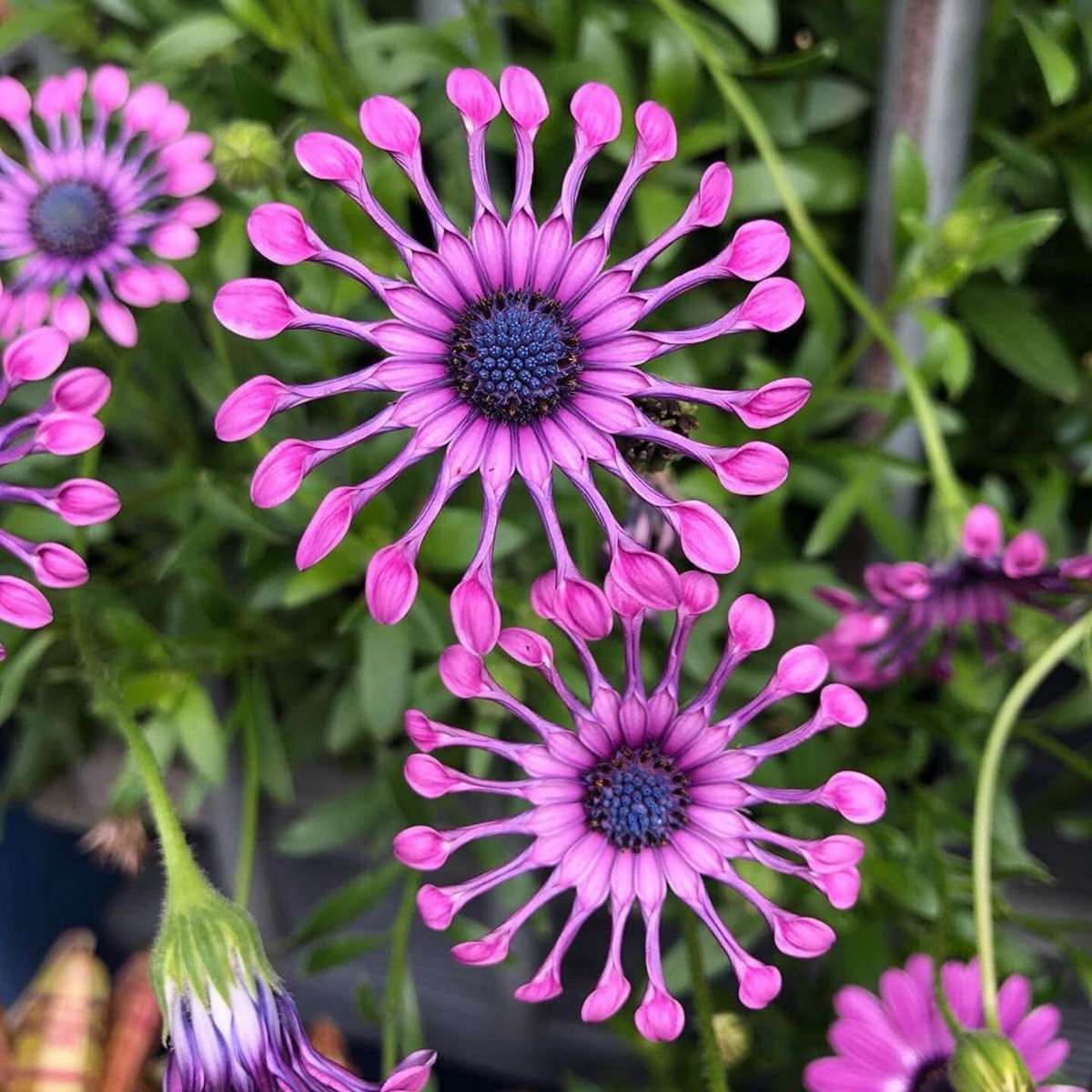 piękny kwiat puzzle online