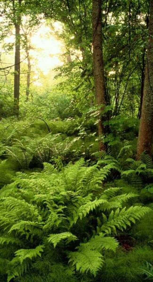 夏の森 ジグソーパズルオンライン