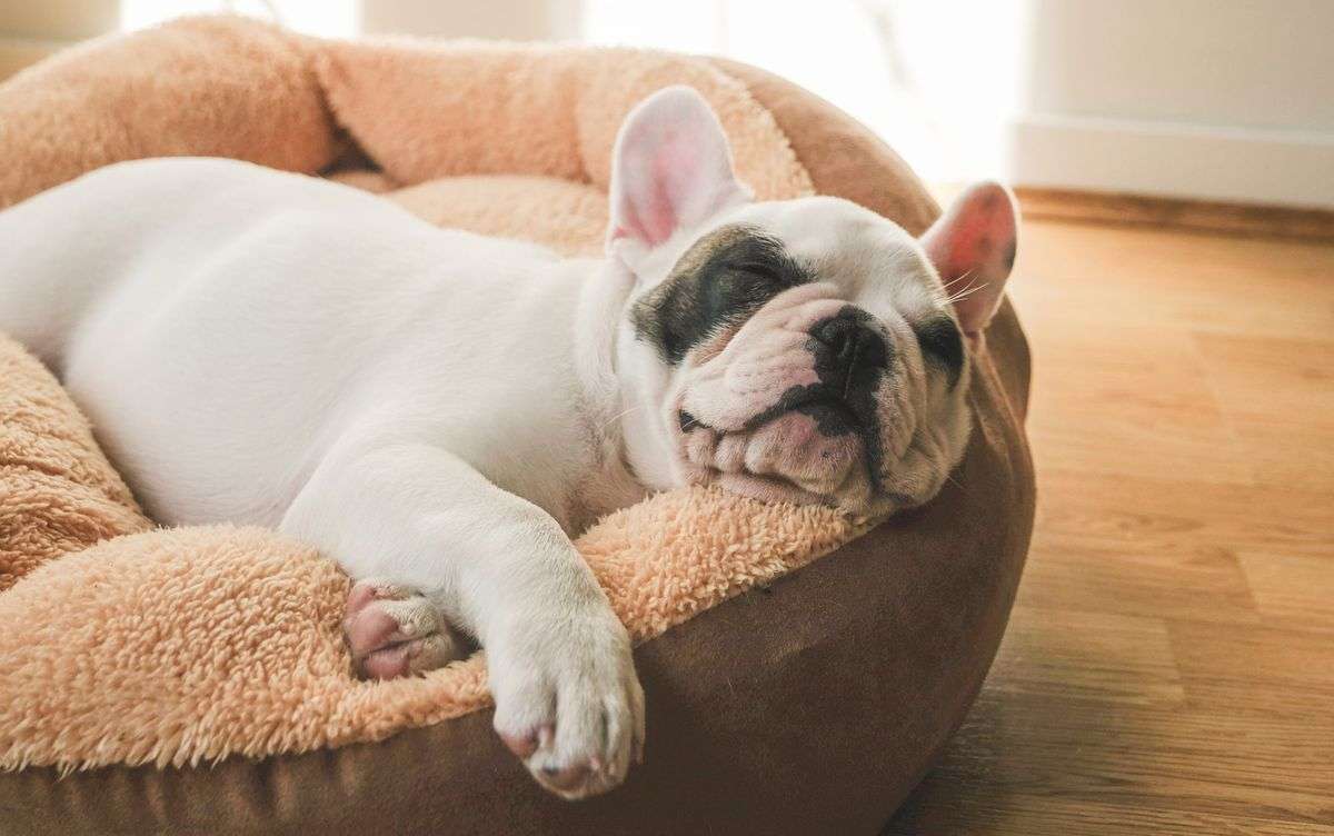 眠っているフレンチブルドッグ オンラインパズル