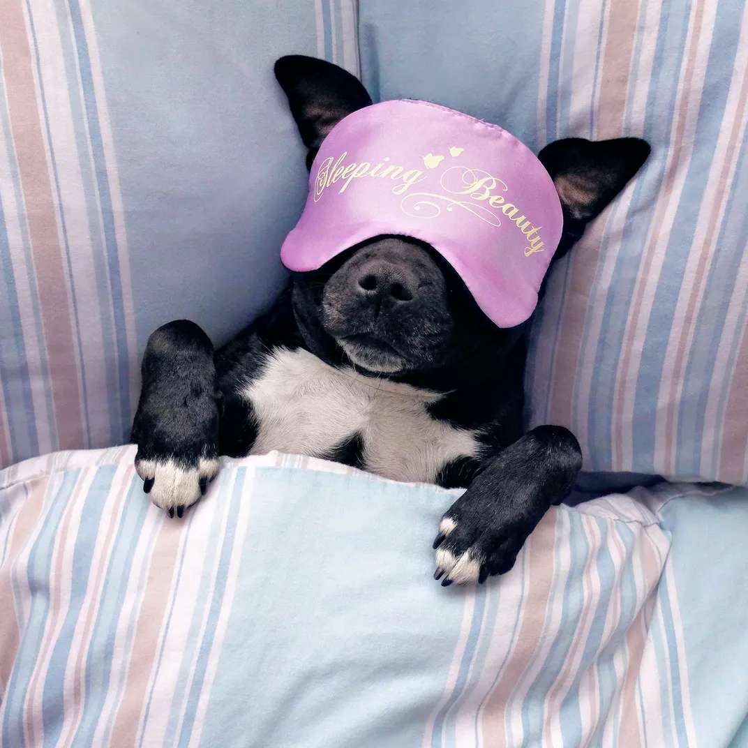 犬はベッドで寝ています オンラインパズル