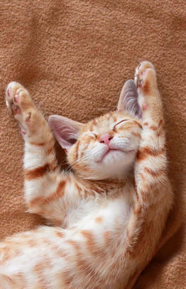 Slapen erts kitty legpuzzel online