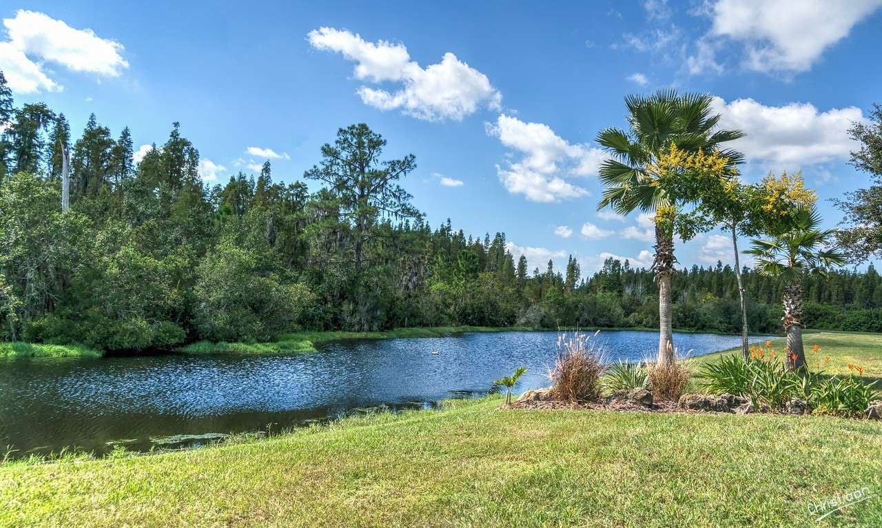 Paesaggio della Florida, stagno, palme. puzzle online