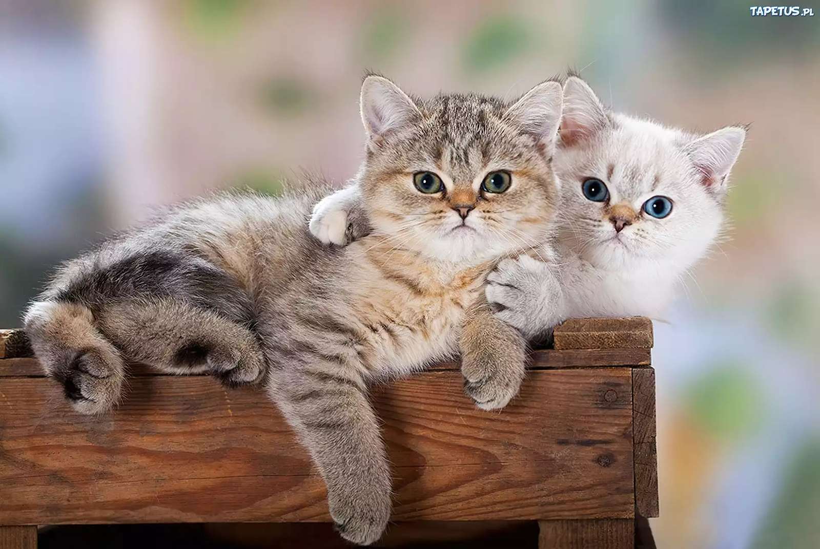 British Short -CHORD CATS che abbraccia puzzle online