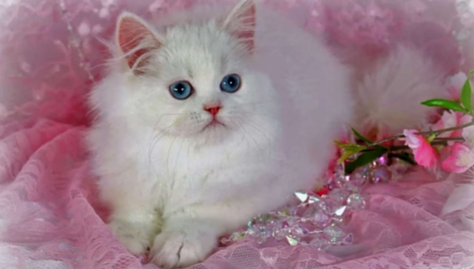 美しいペルシャ猫 オンラインパズル