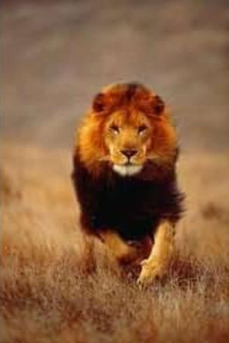 ランニングライオン オンラインパズル