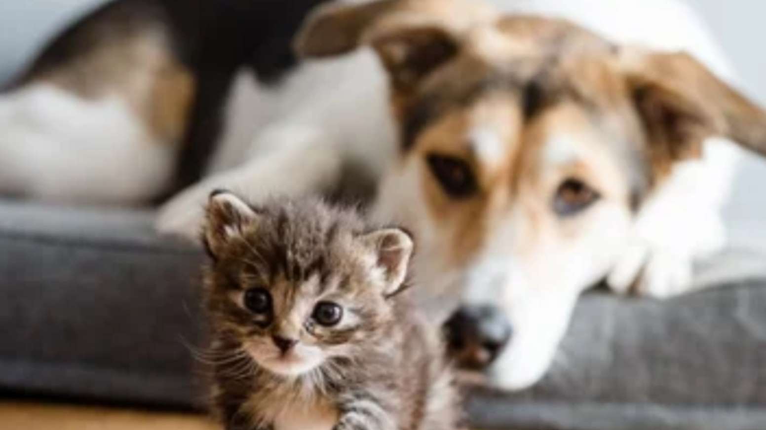 犬と小さな子猫 ジグソーパズルオンライン