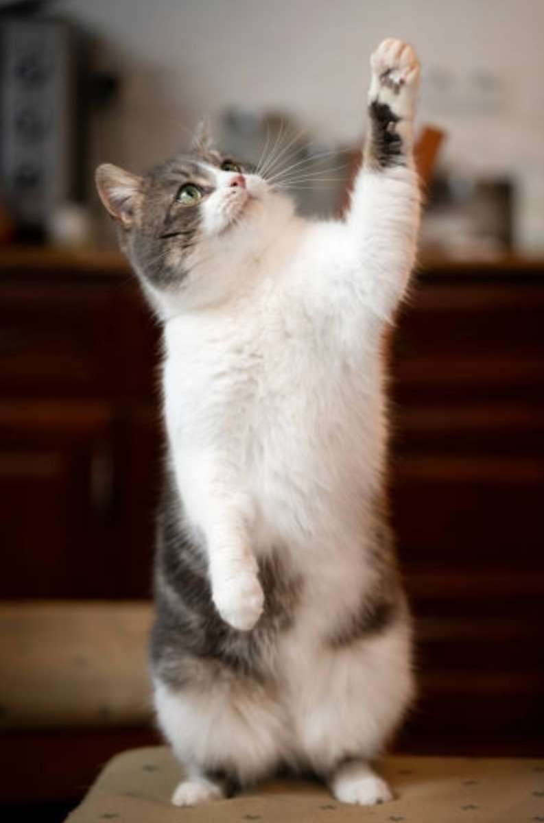 足を与える猫 ジグソーパズルオンライン