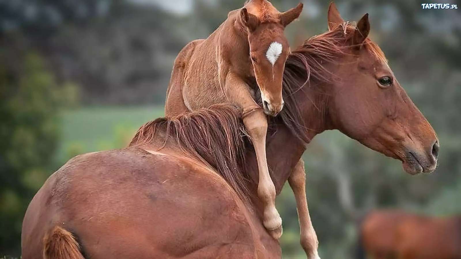 Merrie en veulen online puzzel