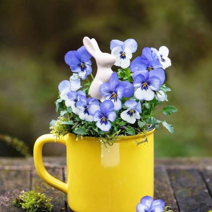 pansies in a yellow cup jigsaw puzzle online