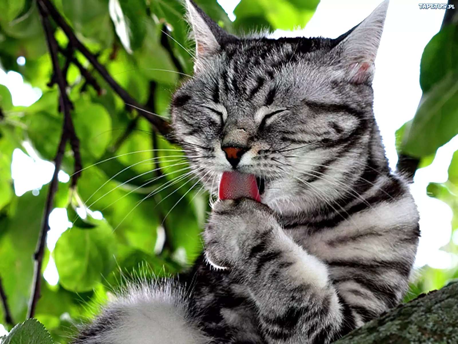 灰色のタイガー猫 オンラインパズル