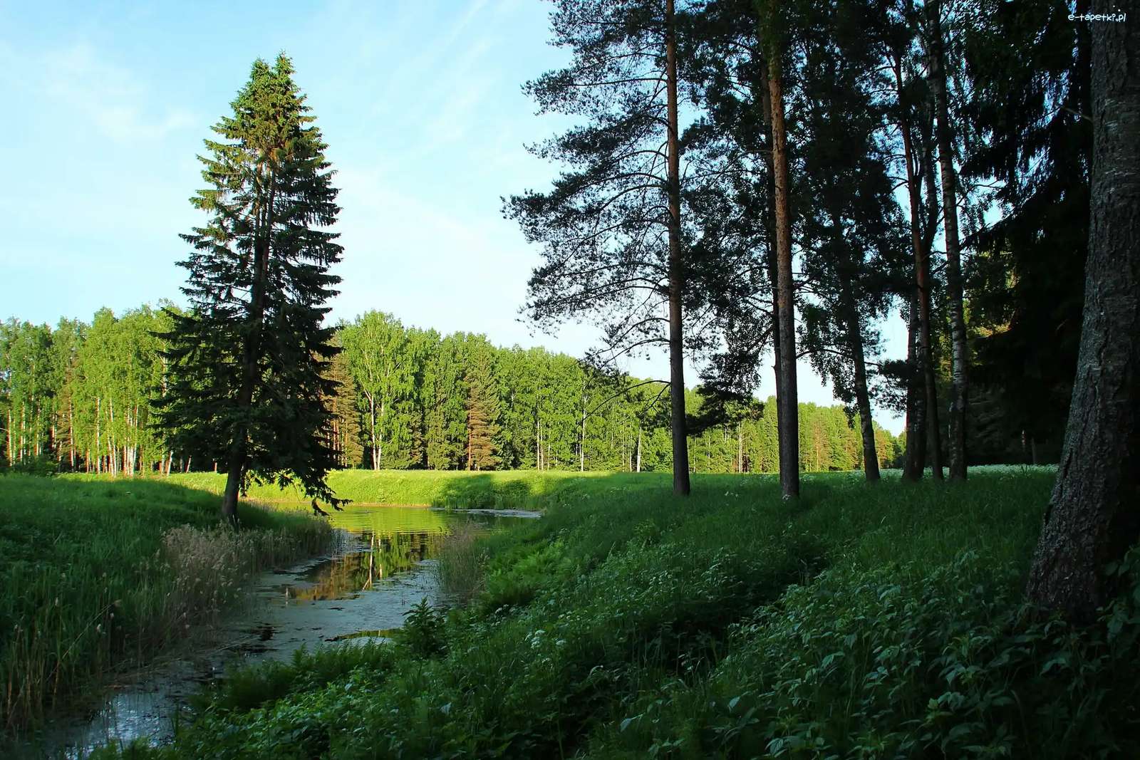 Râu, vară, verdeață, pădure puzzle online