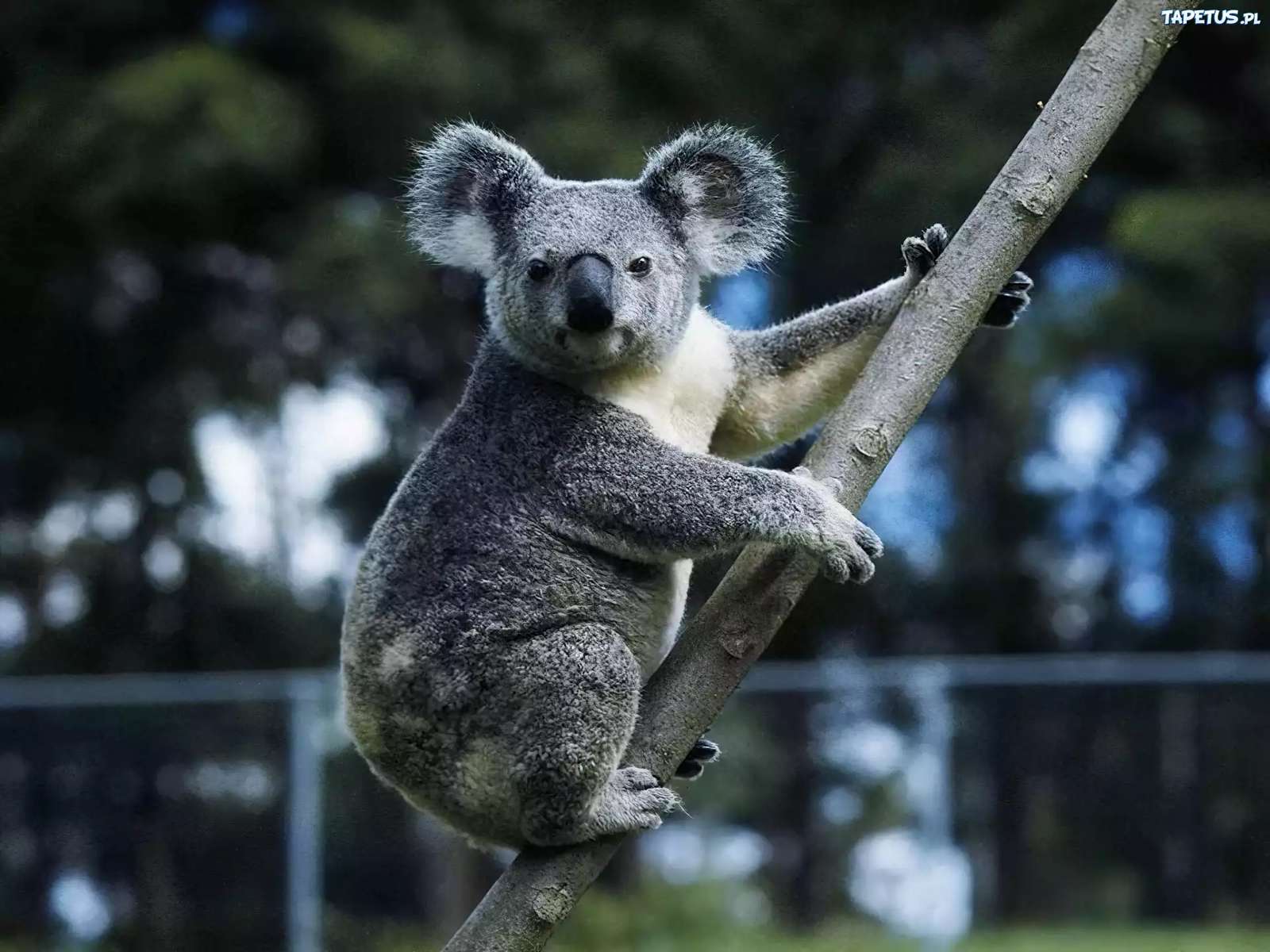 Gray teddy bear koala online puzzle