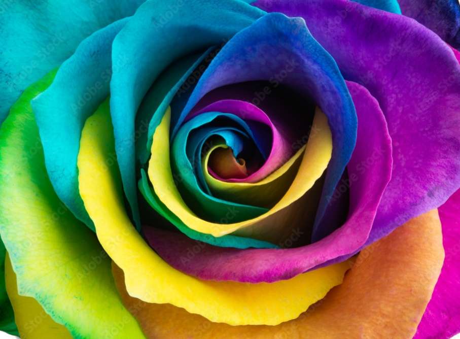 Kleurrijke roos online puzzel