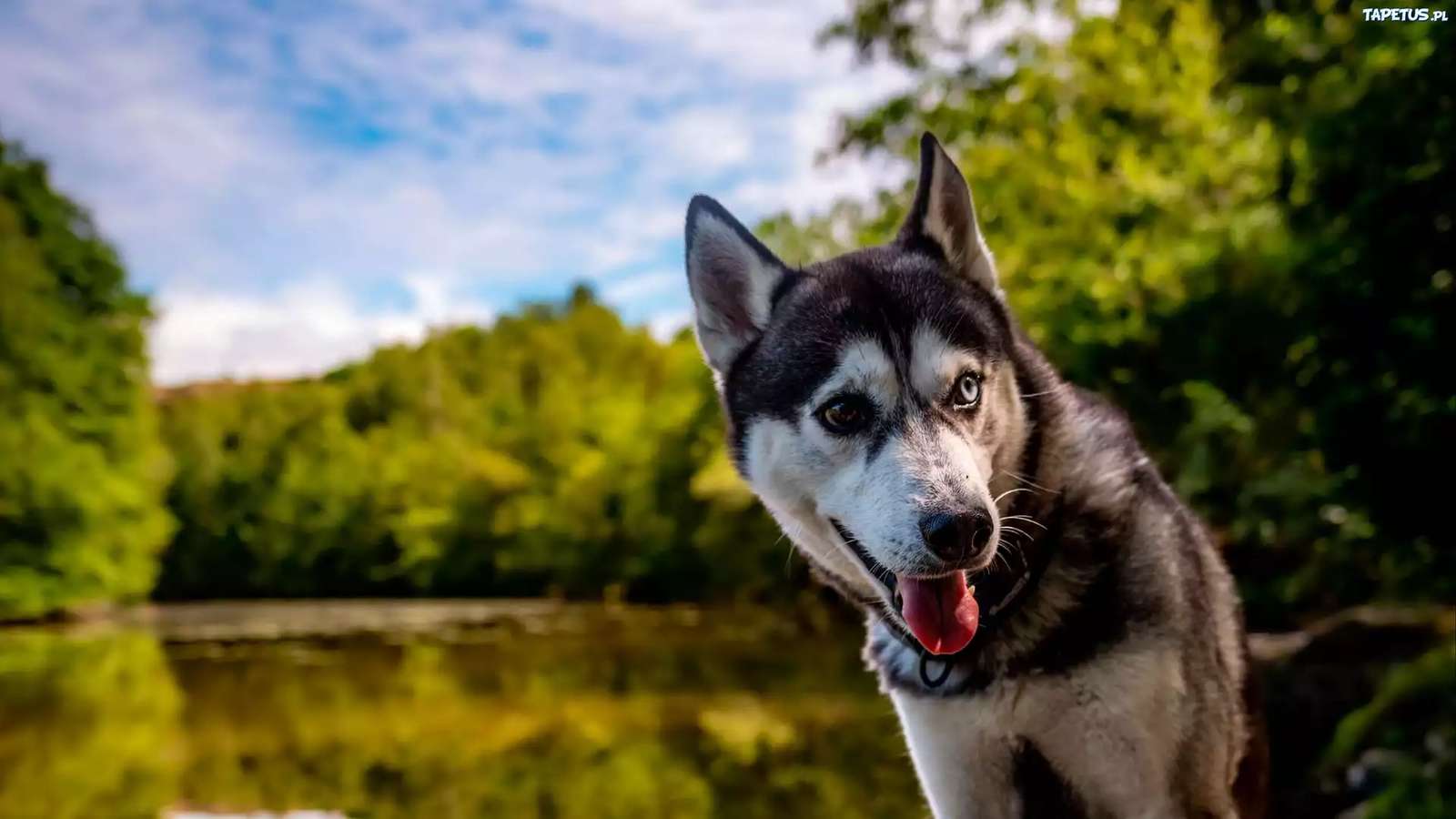 Lustiger Husky - Online-Puzzle