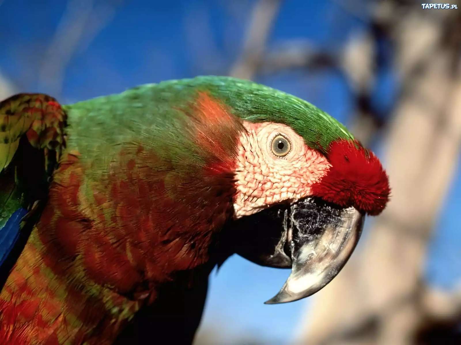 Colored parrot jigsaw puzzle online