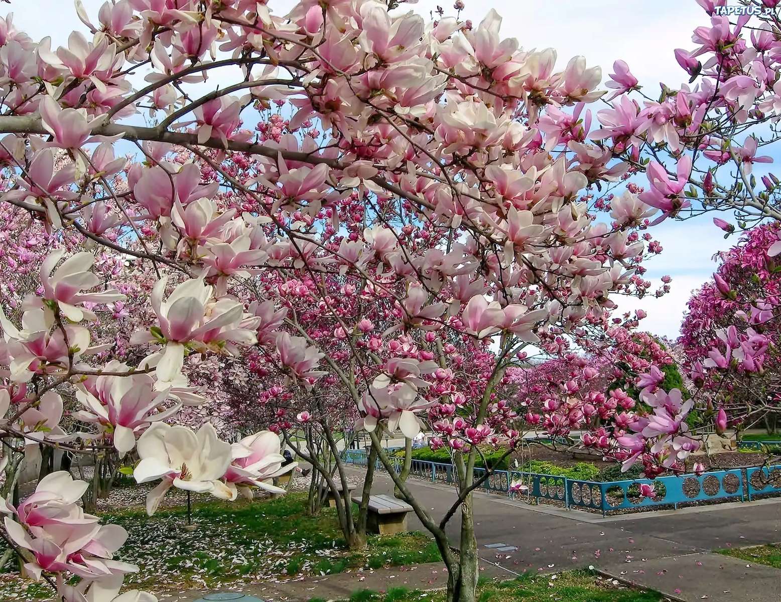 Blooming magnolia online puzzle