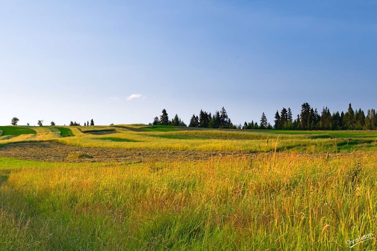 Landscape, summer, area. jigsaw puzzle online