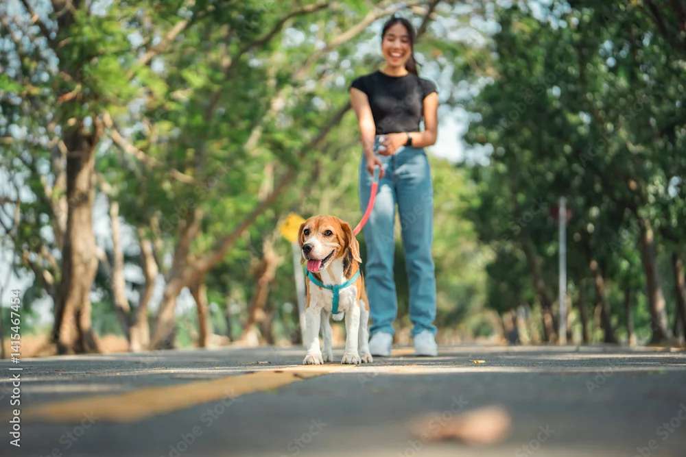 A walk with the dog jigsaw puzzle online