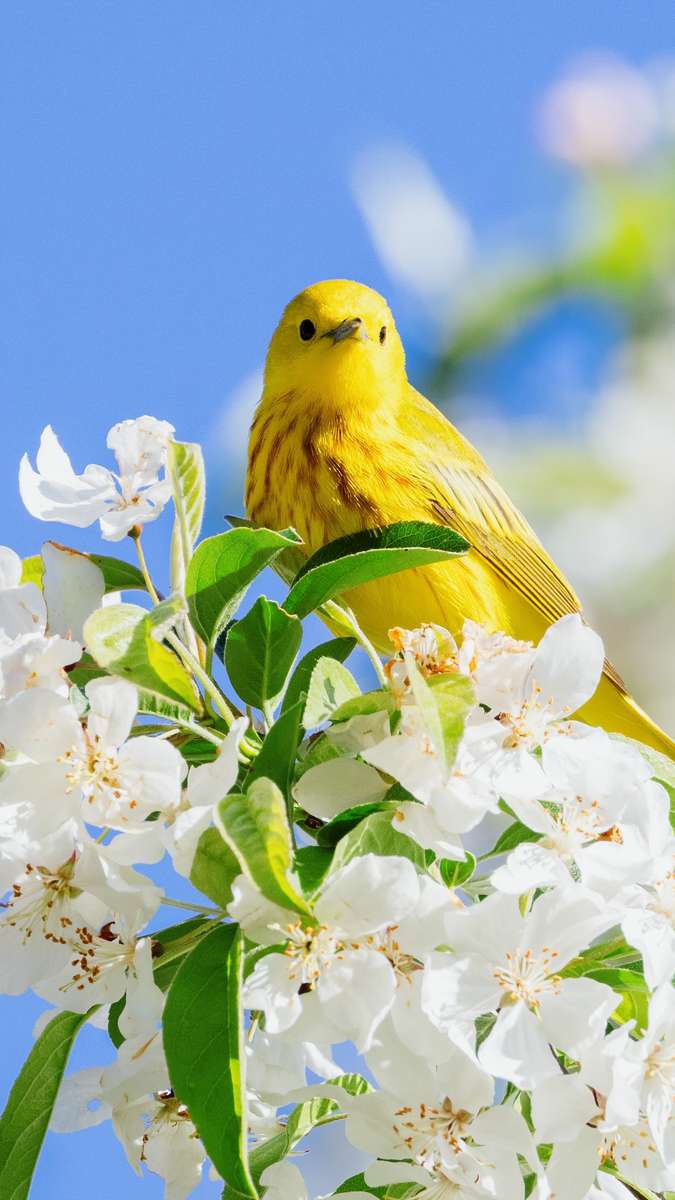 Spring bird online puzzle