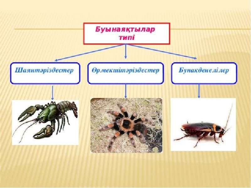 Buynyaktylar puzzle online