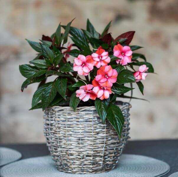Balcony Flower - impatiens puzzle online