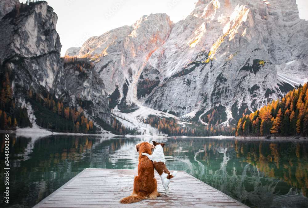 橋の上の犬 ジグソーパズルオンライン
