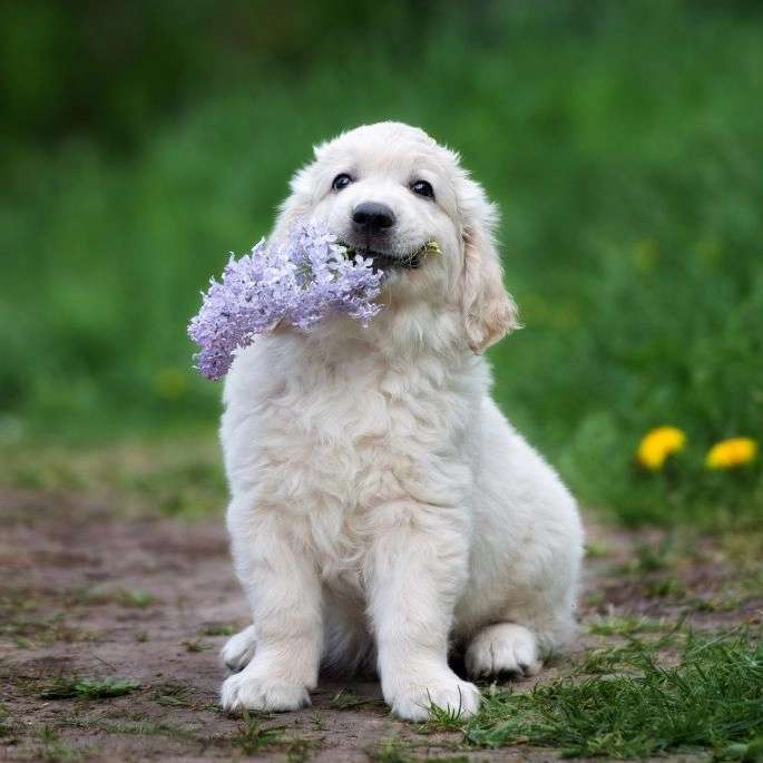 犬でさえ春を感じます オンラインパズル