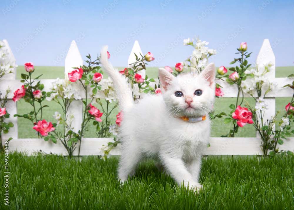 Mały Biały Kociak puzzle online