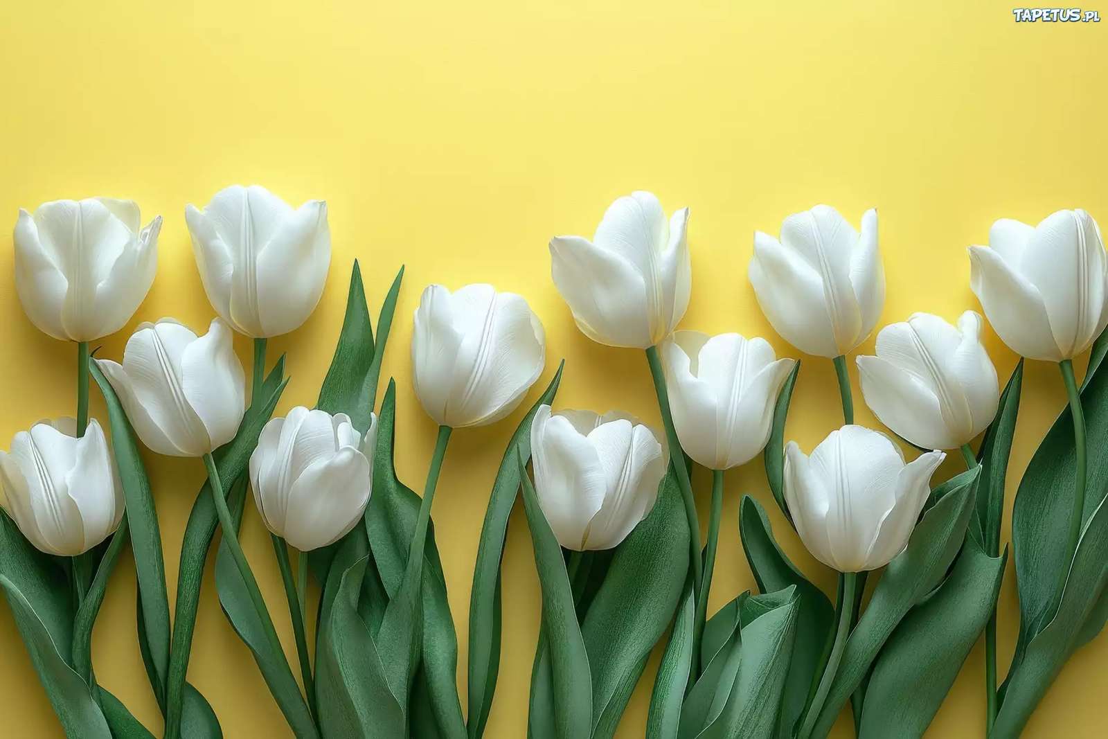 Weiße Tulpen - Online-Puzzle