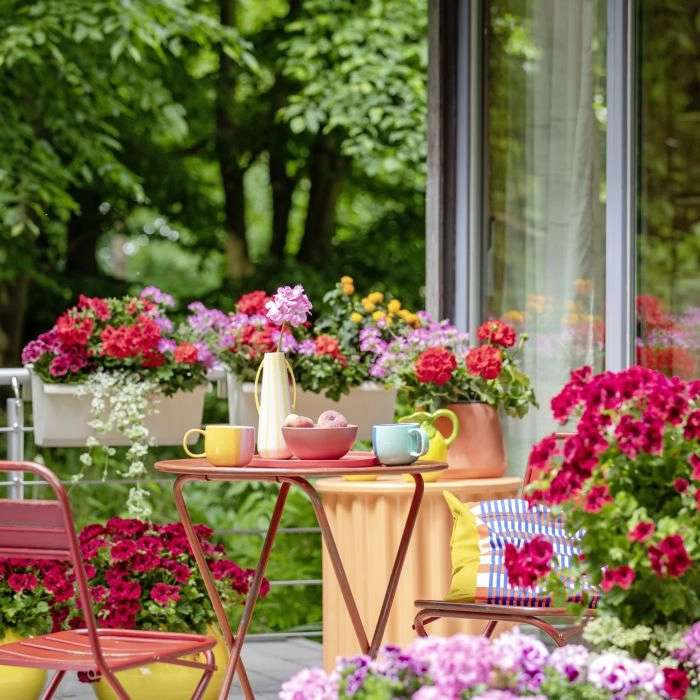 pelargonie w ogrodzie puzzle online