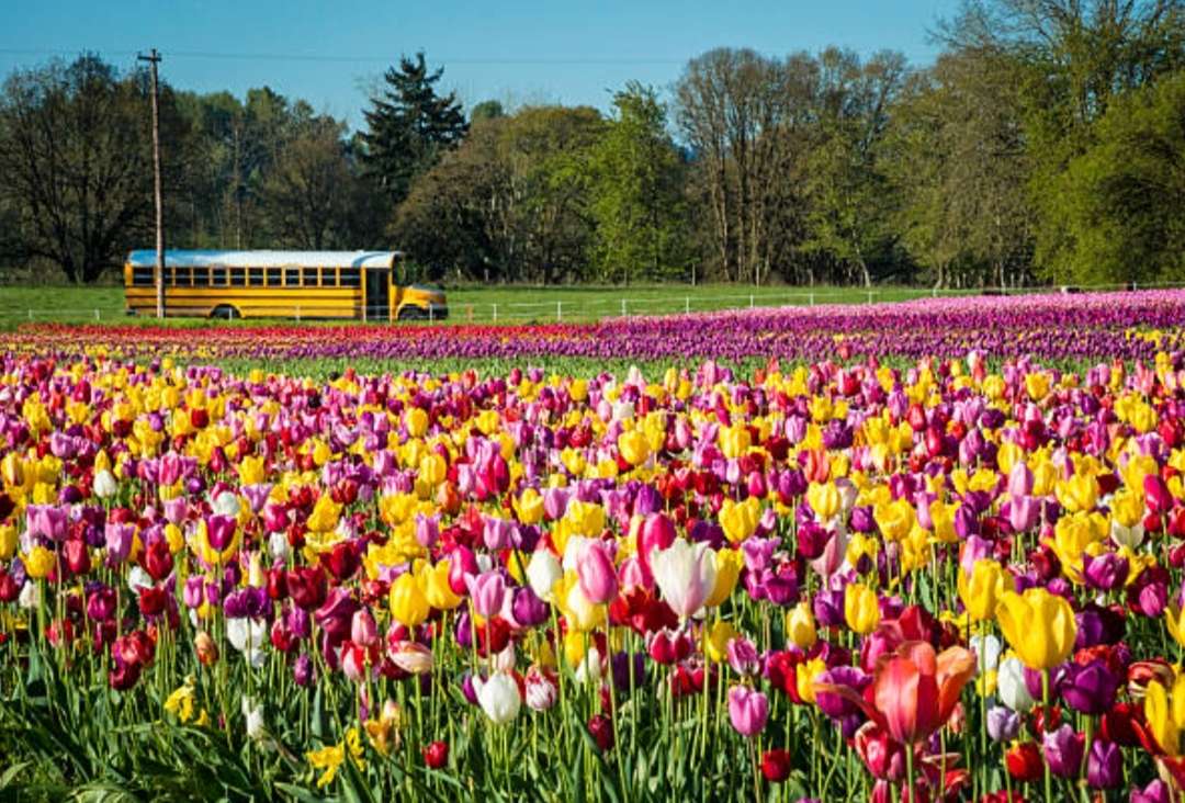 Autobus Szkolny i pole Tulipanów puzzle online