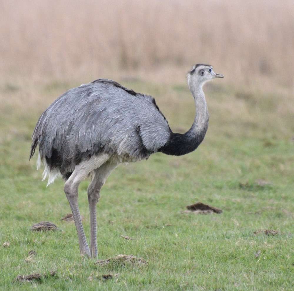 Descubriendo un animal autóctono de nuestro país. rompecabezas en línea