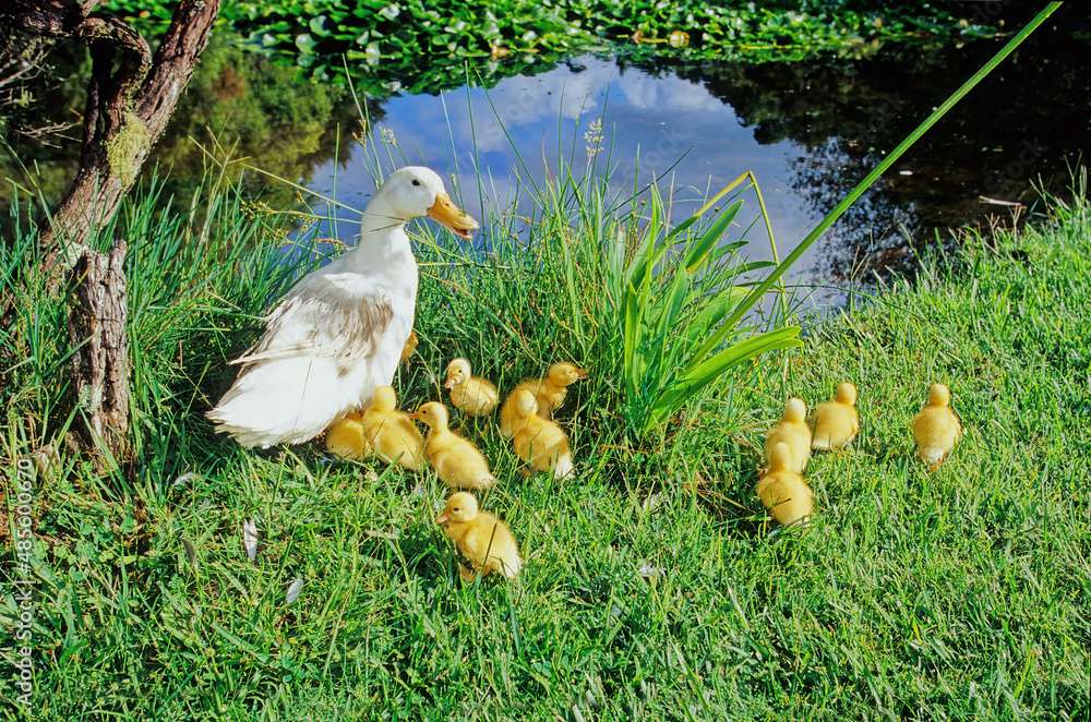 Mama de rață cu copii jigsaw puzzle online