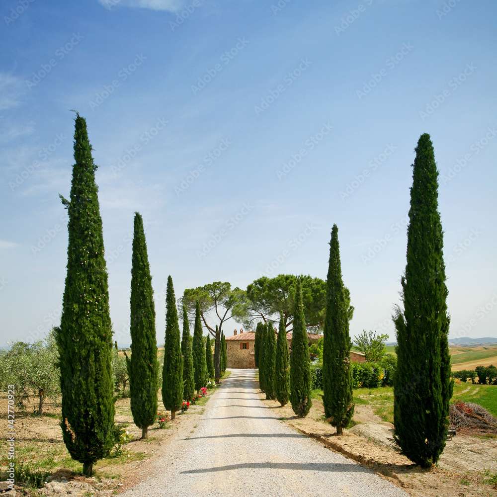 Cypress Avenue en Toscane puzzle en ligne