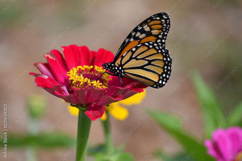 Motyl na Kwiatku puzzle online