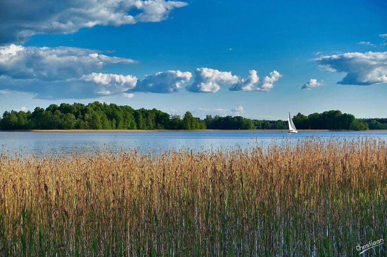 Natura, vimini, fiume. puzzle online