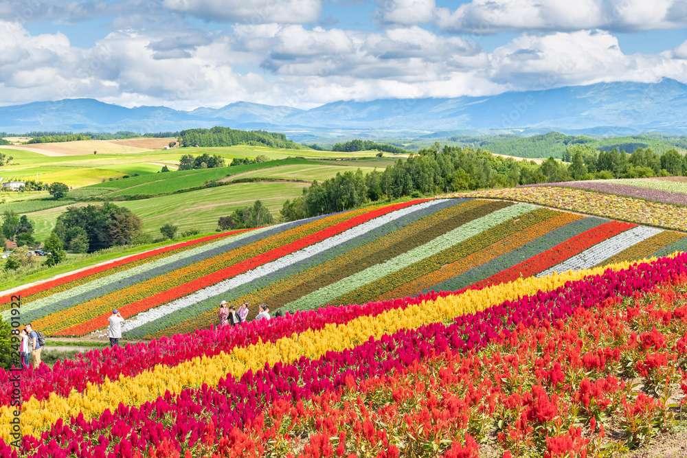 Panoramic Flower Gardens Shikisai-no-oka Japonia puzzle online